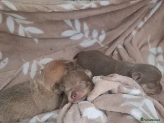 Chihuahua dogs Rare blue lilac miniature chihuahua - Advert 10