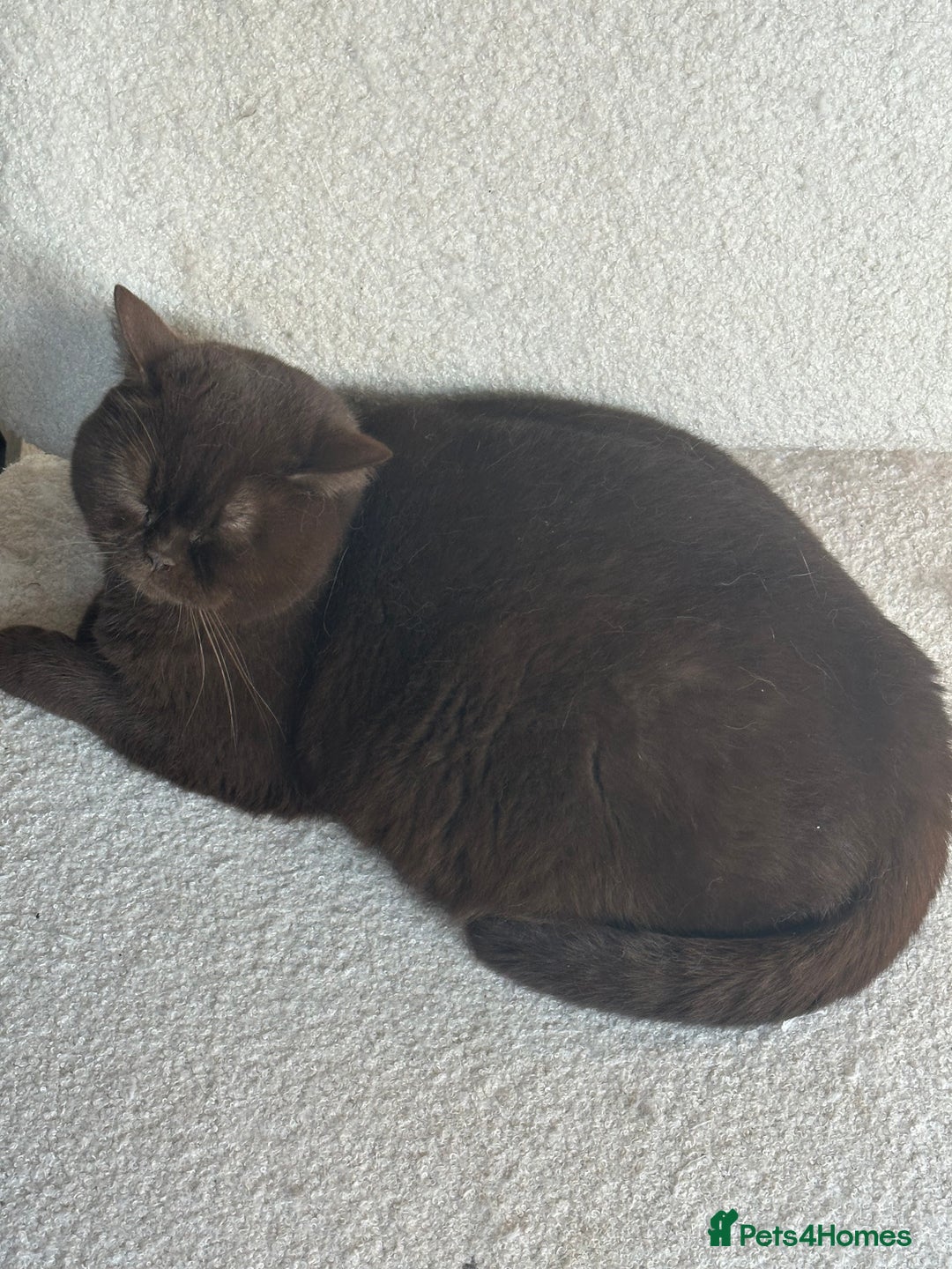 British Shorthair cats for sale: Cinnamon tortie female 🇬🇧 shorthair - Image 4