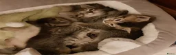 Mixed Breed cats for sale: Ragdoll X Scottish Straight Kittens in North Shields - Advert 8