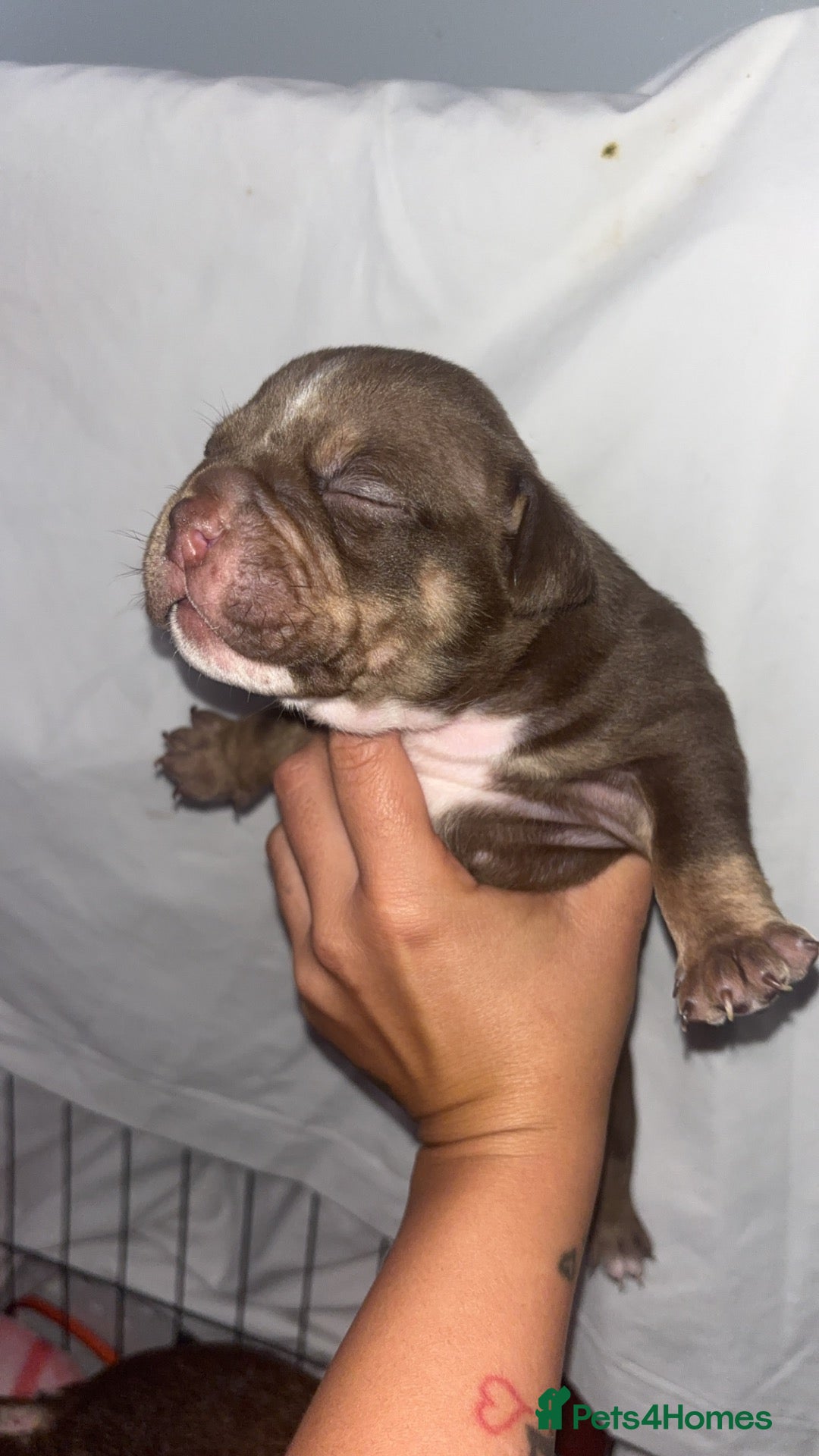 American Bully dogs American micro bully’s  - Advert 13