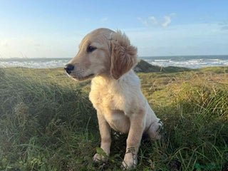 Golden Retriever dogs - Advert 3