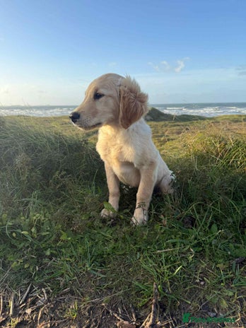 Golden Retriever dogs - Advert 11