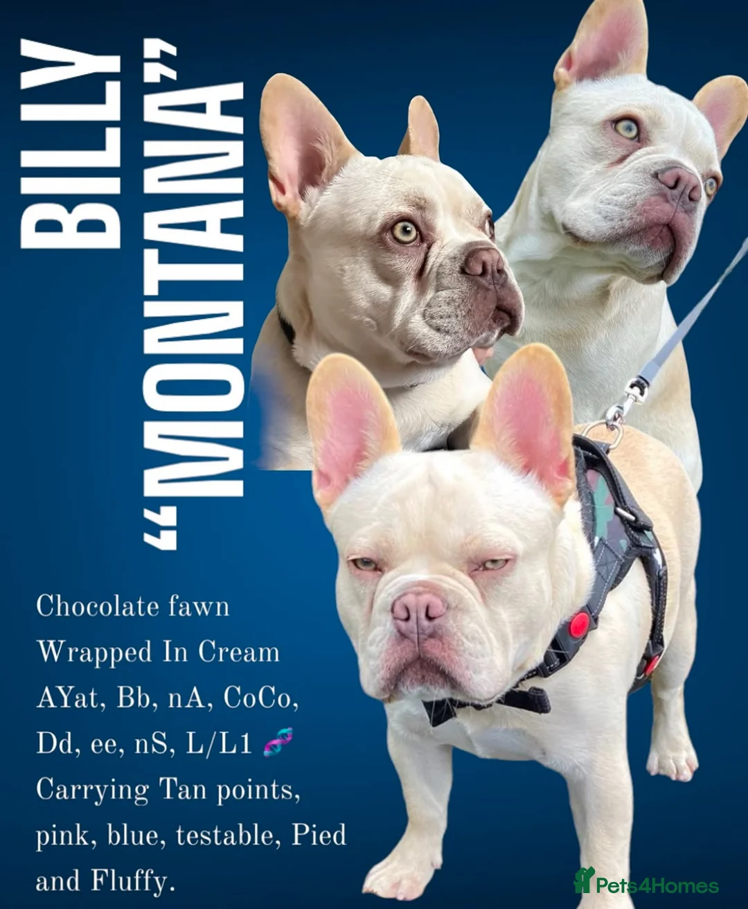 French Bulldog dogs for stud:  French Bulldog Stud 💥 Proven ✅  in Cannock - Advert 6