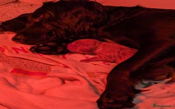 Cocker Spaniel dogs for sale: Cocker spaniel puppies  - Advert 1