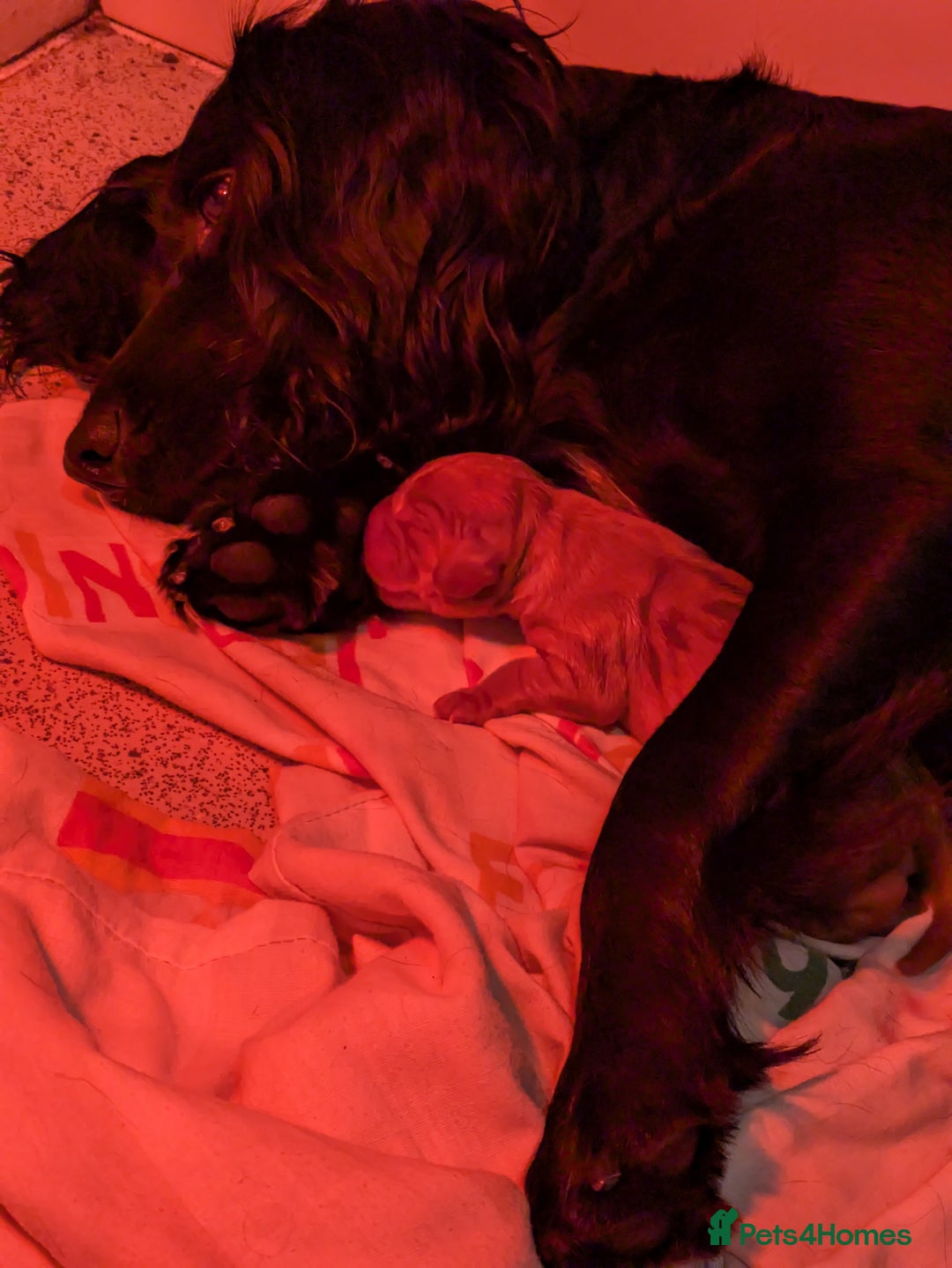 Cocker Spaniel dogs for sale: Cocker spaniel puppies  - Advert 1