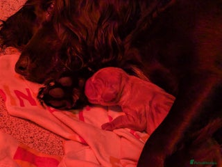 Cocker Spaniel dogs Cocker spaniel puppies - Advert 13