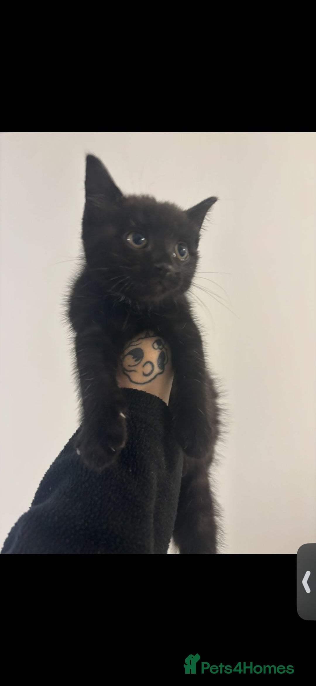 Mixed Breed cats for sale: 7 all black kittens - Image 23