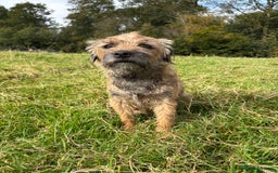 Border Terrier dogs for sale: Gorgeous Border Terrier Puppies looking for homes - Image 4