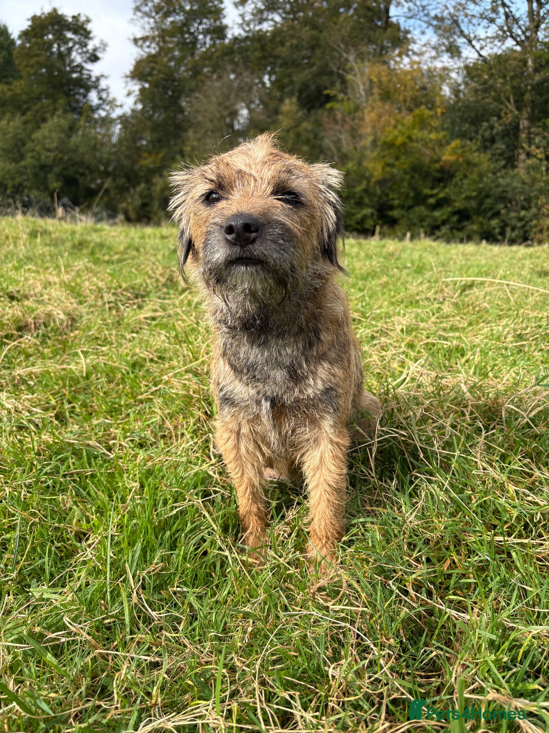 Border Terrier dogs for sale: Gorgeous Border Terrier Puppies looking for homes - Image 4