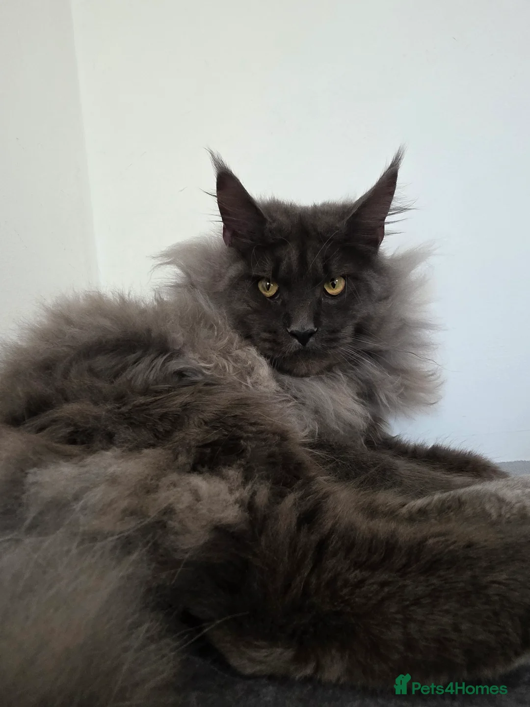 Maine Coon cats for sale: 🏅Tica breeding active male🏅 - Advert 2