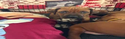 Rhodesian Ridgeback dogs for sale: Exceptionally Health Tested/Family Home. Kc Reg - Advert 25