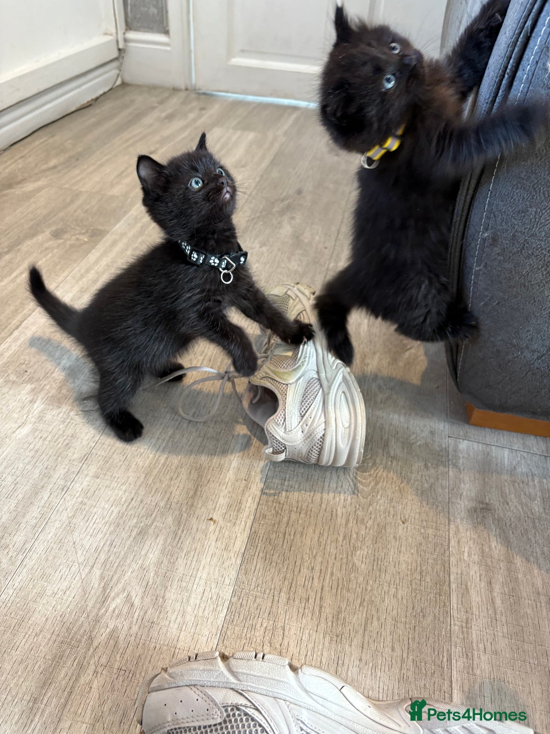 Mixed Breed cats for sale: 5 beautiful mix bread ragdoll fluffy kittens  - Image 15