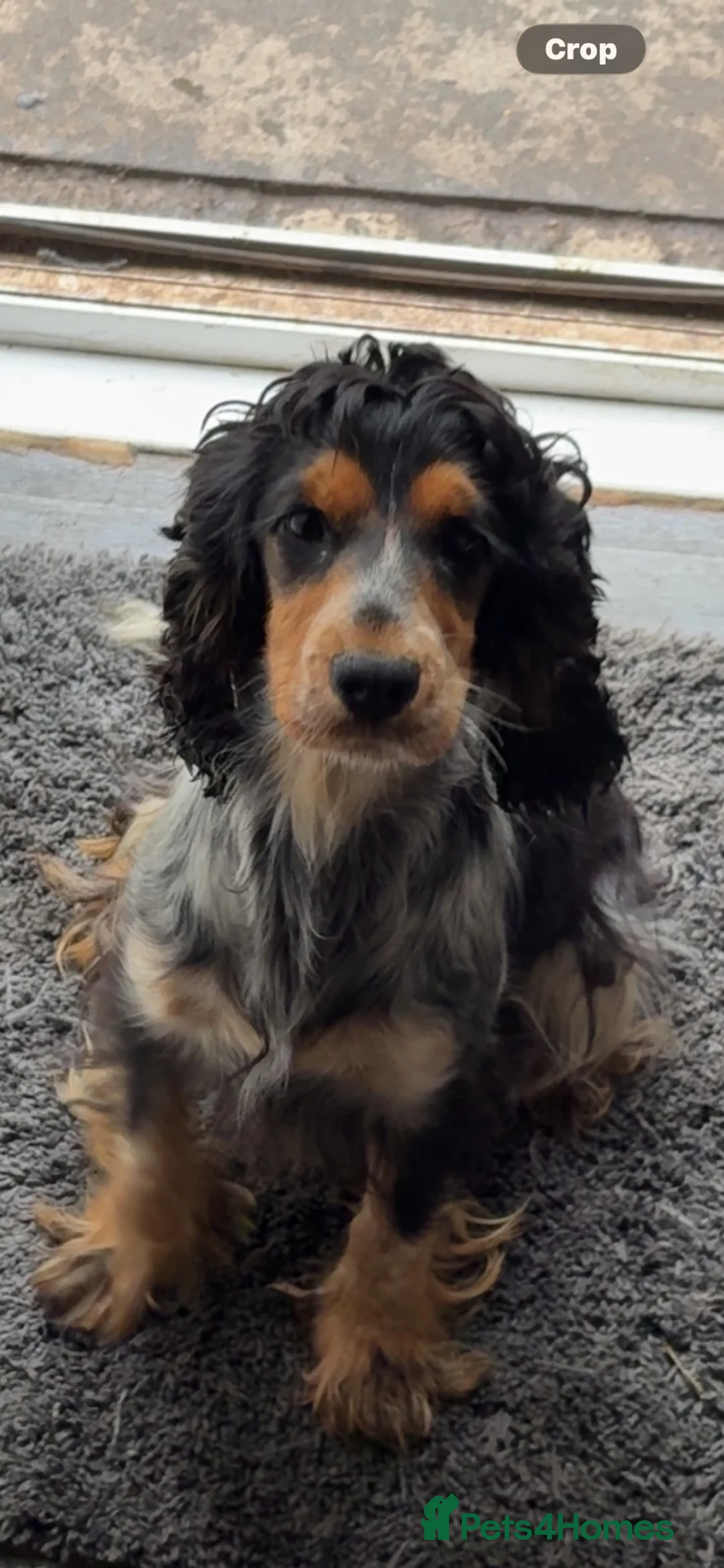 Cocker Spaniel dogs for sale: Beautiful cocker spaniel boys in Edinburgh - Advert 1