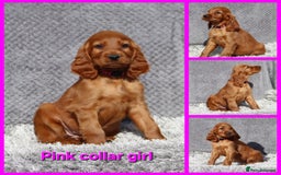 Irish Setter dogs for sale: Outstanding KC Reg Irish Setter puppies  - Image 7