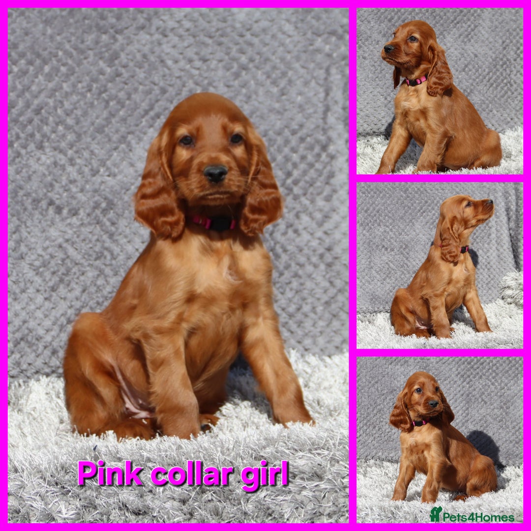 Irish Setter dogs for sale: Outstanding KC Reg Irish Setter puppies  - Image 7