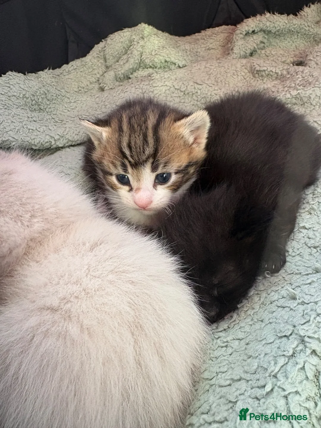 Mixed Breed cats for sale: Male kitten  in Abergele - Advert 4