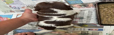 English Springer Spaniel 1