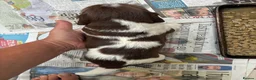 English Springer Spaniel dogs for sale: Willows pups in Bristol - Advert 17