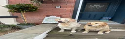 Golden Retriever dogs for sale: Golden Retriever puppies in Mansfield - Advert 8