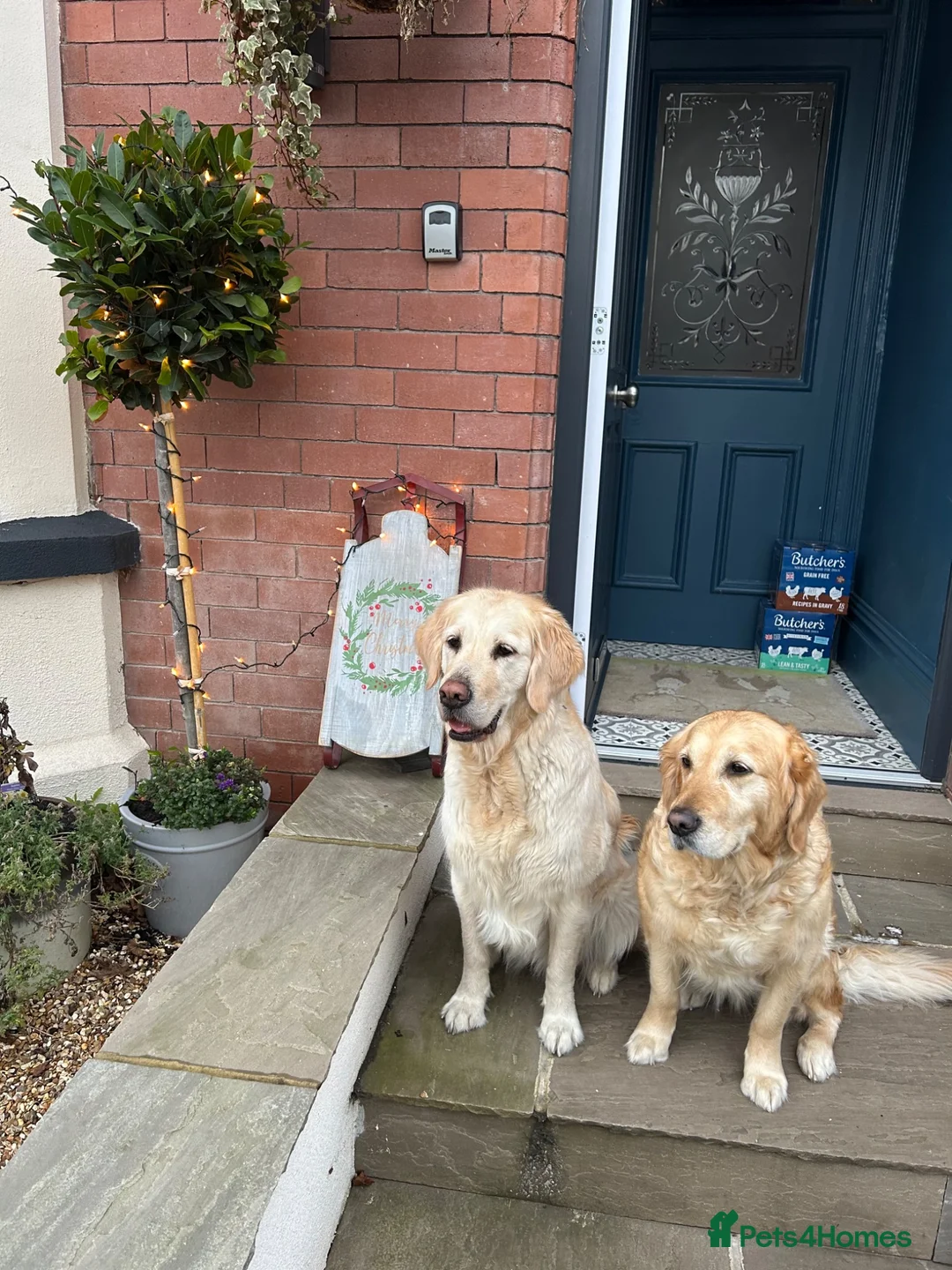 Golden Retriever dogs for sale: Golden Retriever puppies in Mansfield - Advert 8