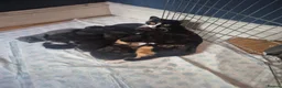 Mixed Breed cats for sale: Beautiful kittens - Advert 10