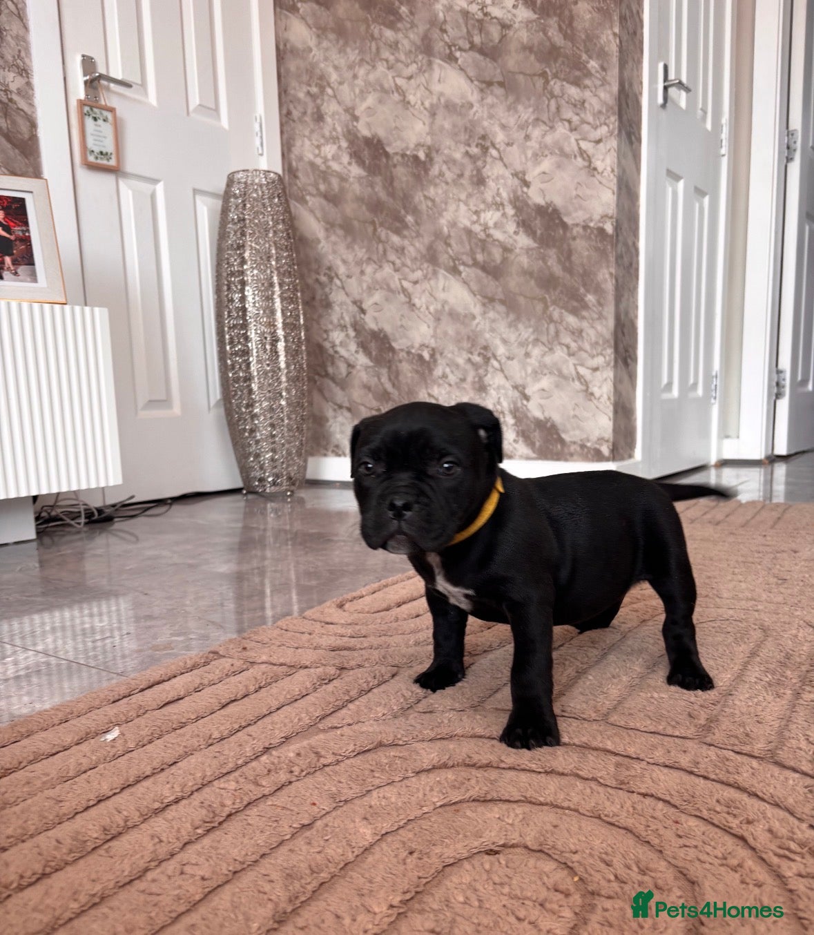American Bully dogs 2 pocket bully’s ready to leave today  - Advert 16