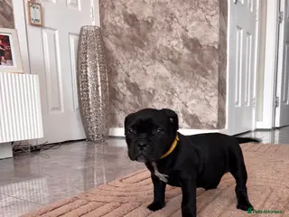 American Bully dogs 2 pocket bully’s ready to leave today - Advert 16