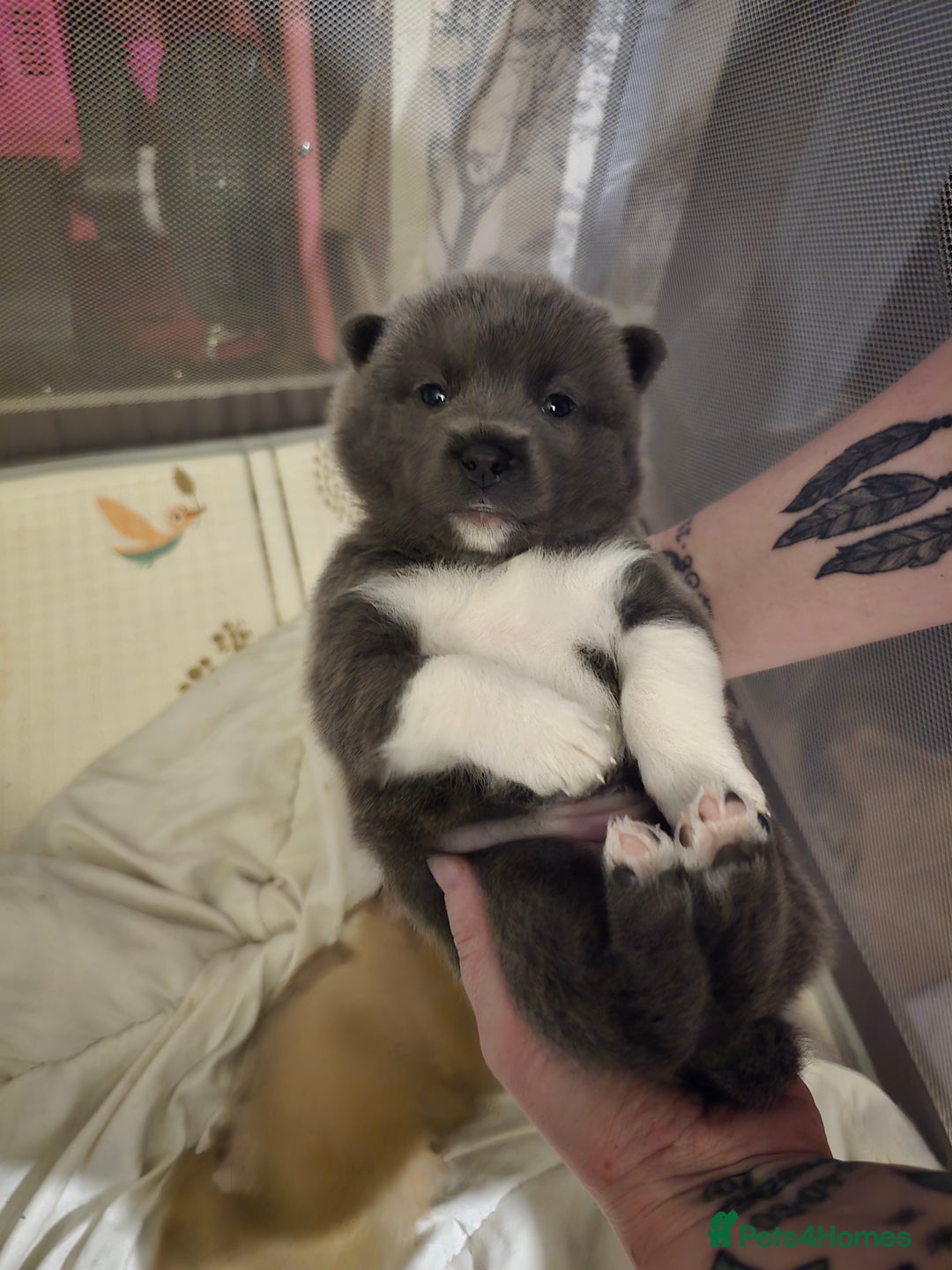 Mixed Breed dogs for sale: Chowsky Puppies - Advert 2