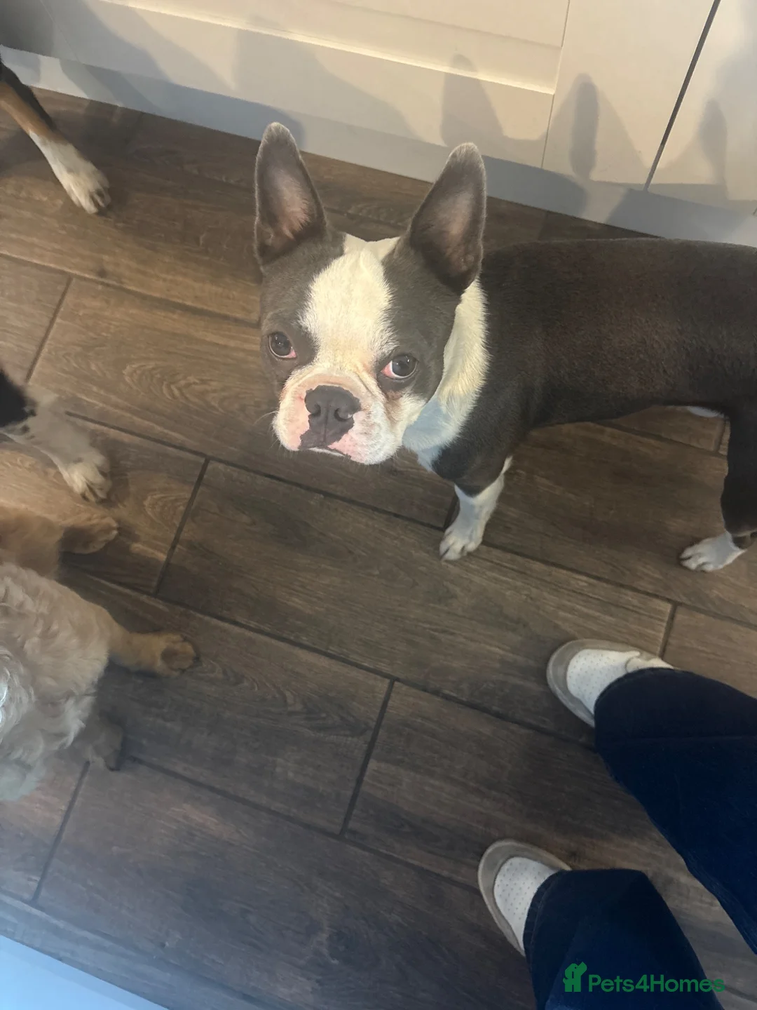 Boston Terrier dogs for stud: Boston Terrier for Stud - Advert 1