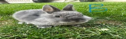 Netherland Dwarf rabbits for sale: Netherland Dwarf Rabbits For Sale  - Advert 8