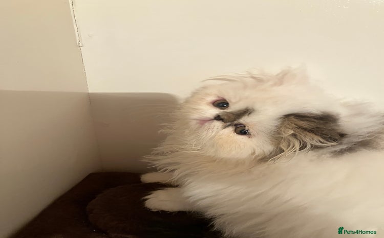 Persian cats - Advert 9