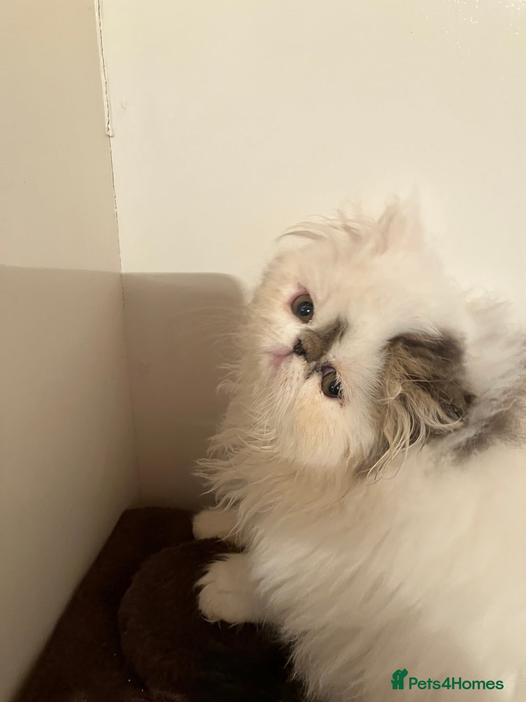 Persian cats for sale: Quality GCCF Registered Pure Persian Kittens  - Image 9
