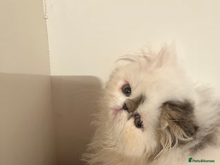 Persian cats - Advert 19