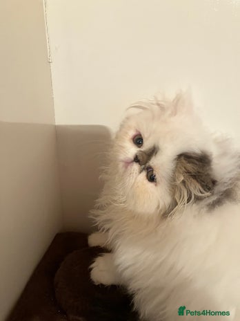 Persian cats - Advert 1