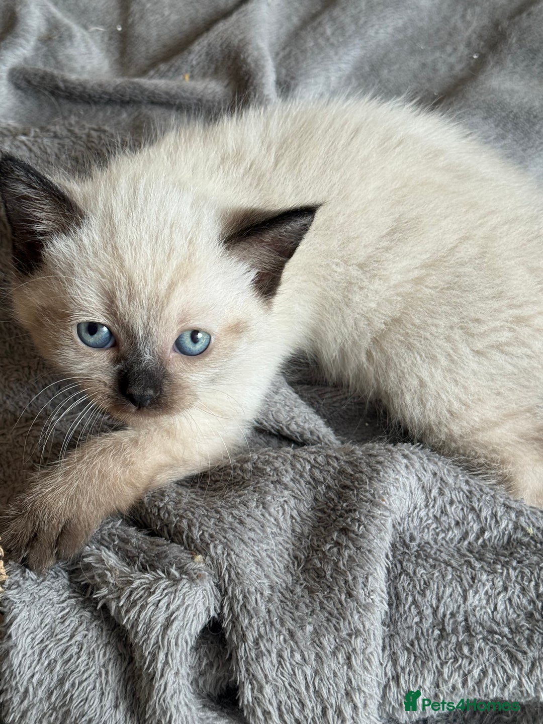 Ragdoll cats for sale: ADORABLE RAGDOLL KITTENS - READY NOW - Image 18