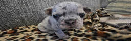 French Bulldog dogs for sale: Beautiful French bulldog dog merle puppies  - Advert 5