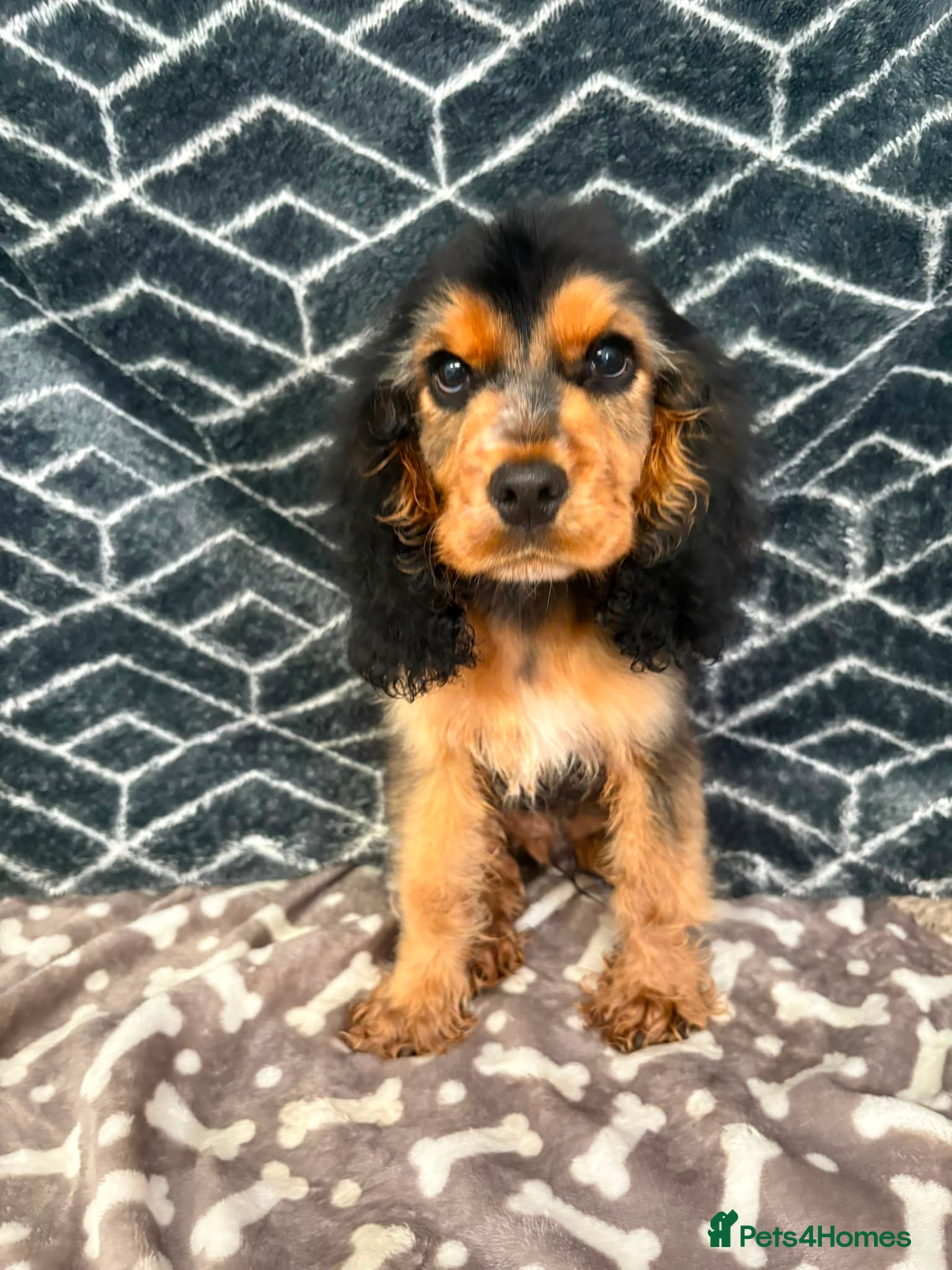 Cocker Spaniel dogs Show type cocker spaniel  - Advert 1