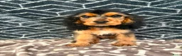 Cocker Spaniel dogs for sale: Show type cocker spaniel  - Advert 4