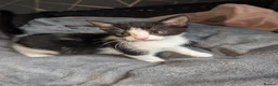 Mixed Breed cats for sale: 2 Girls ready now! - Advert 4