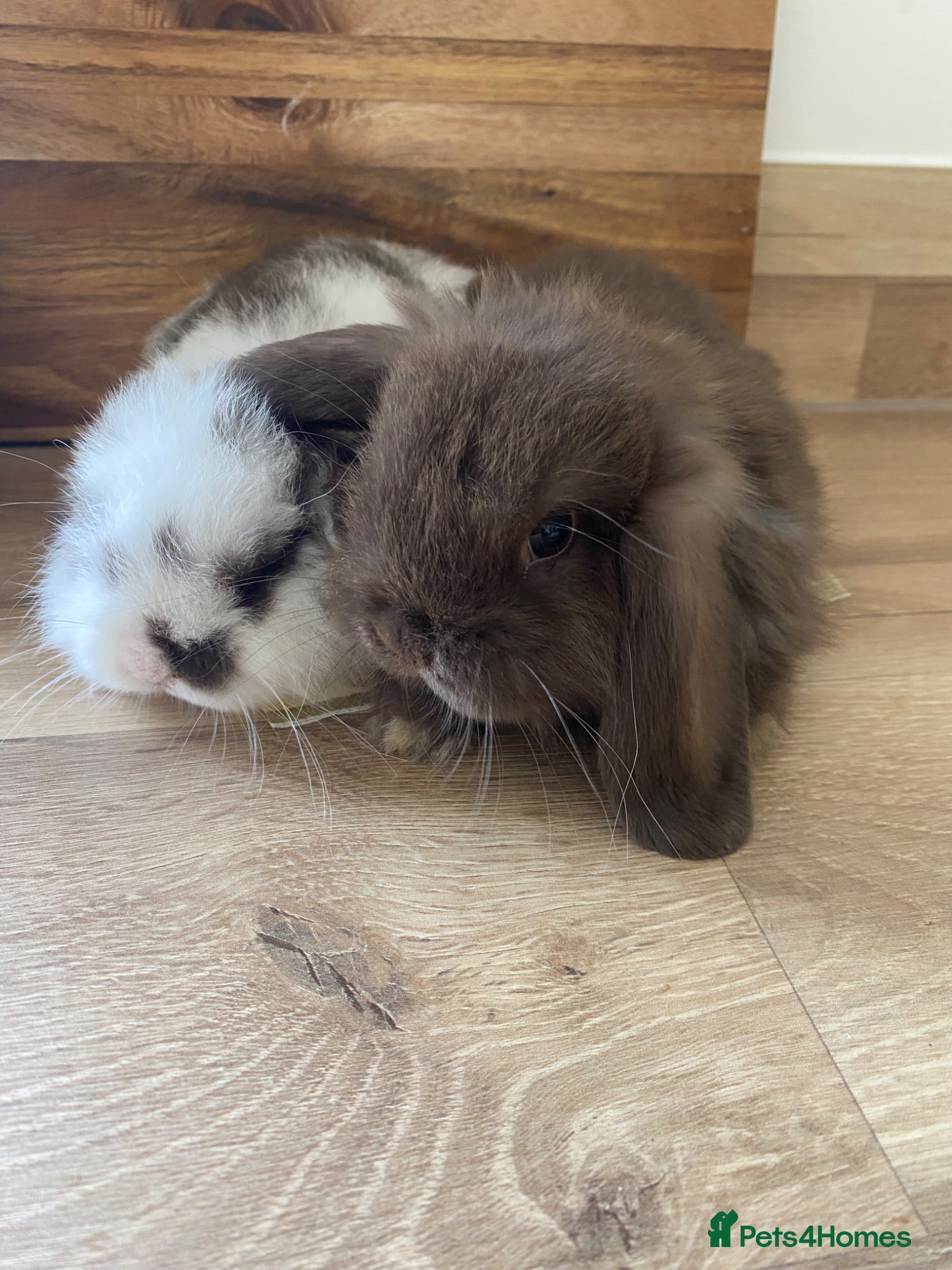 Mini Lop rabbits Beautiful pure breed mini lops girls - Advert 2