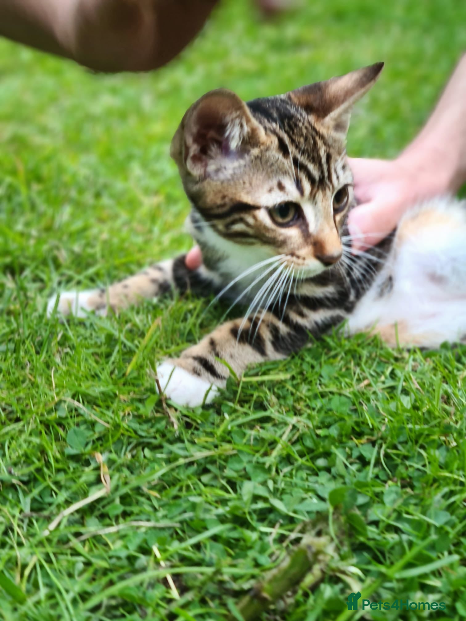 Bengal cats Bengal Kittens - Advert 2