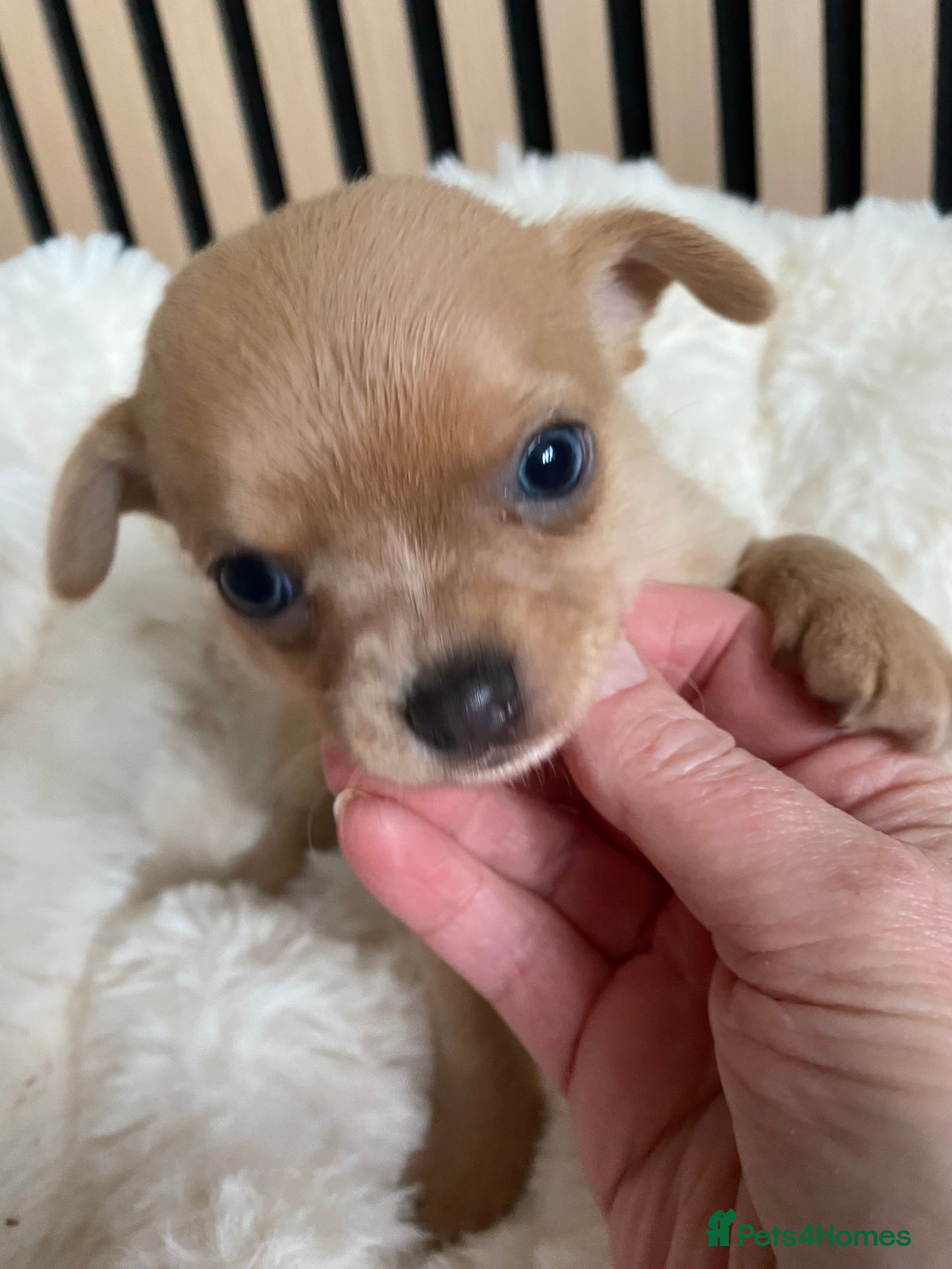 Chihuahua dogs Stunning Chihuahuas  - Advert 3