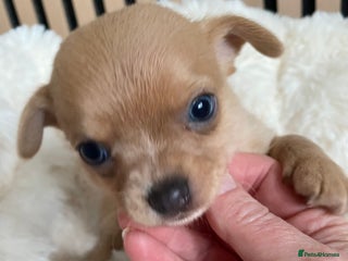 Chihuahua dogs Stunning Chihuahuas - Advert 3