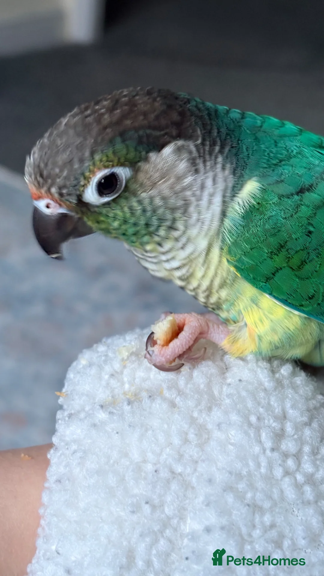 Conures birds for sale: Green cheek conure  - Advert 2