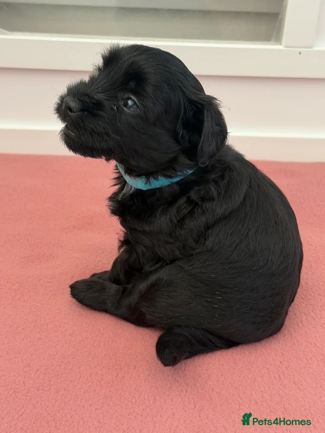 Maltipoo dogs for sale: Gorgeous rare colour Maltipoo pups - Advert 17