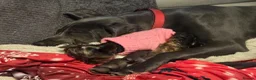 Yorkshire Terrier dogs for sale: Tiny princess Coco - Advert 12