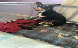 Mixed Breed dogs for sale: Mixbreed beautiful puppies  - Image 19
