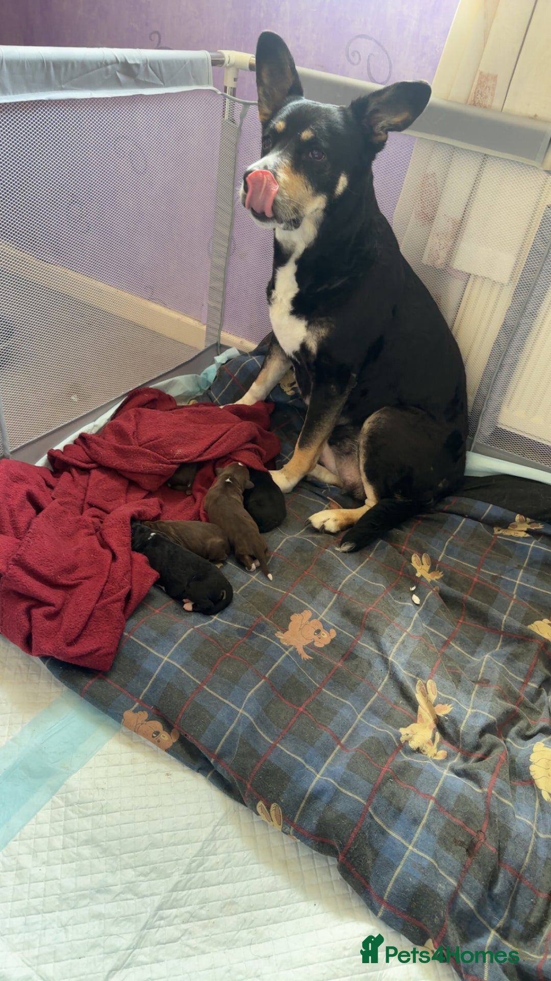 Mixed Breed dogs for sale: Mixbreed beautiful puppies  - Image 19
