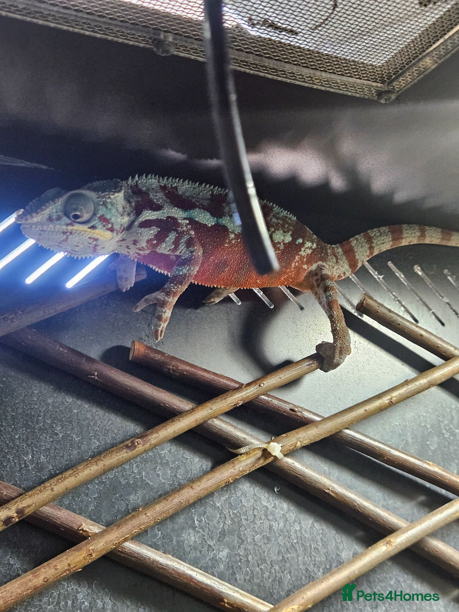 Chameleon reptiles Male ambilobe chameleon plus set up - Advert 2
