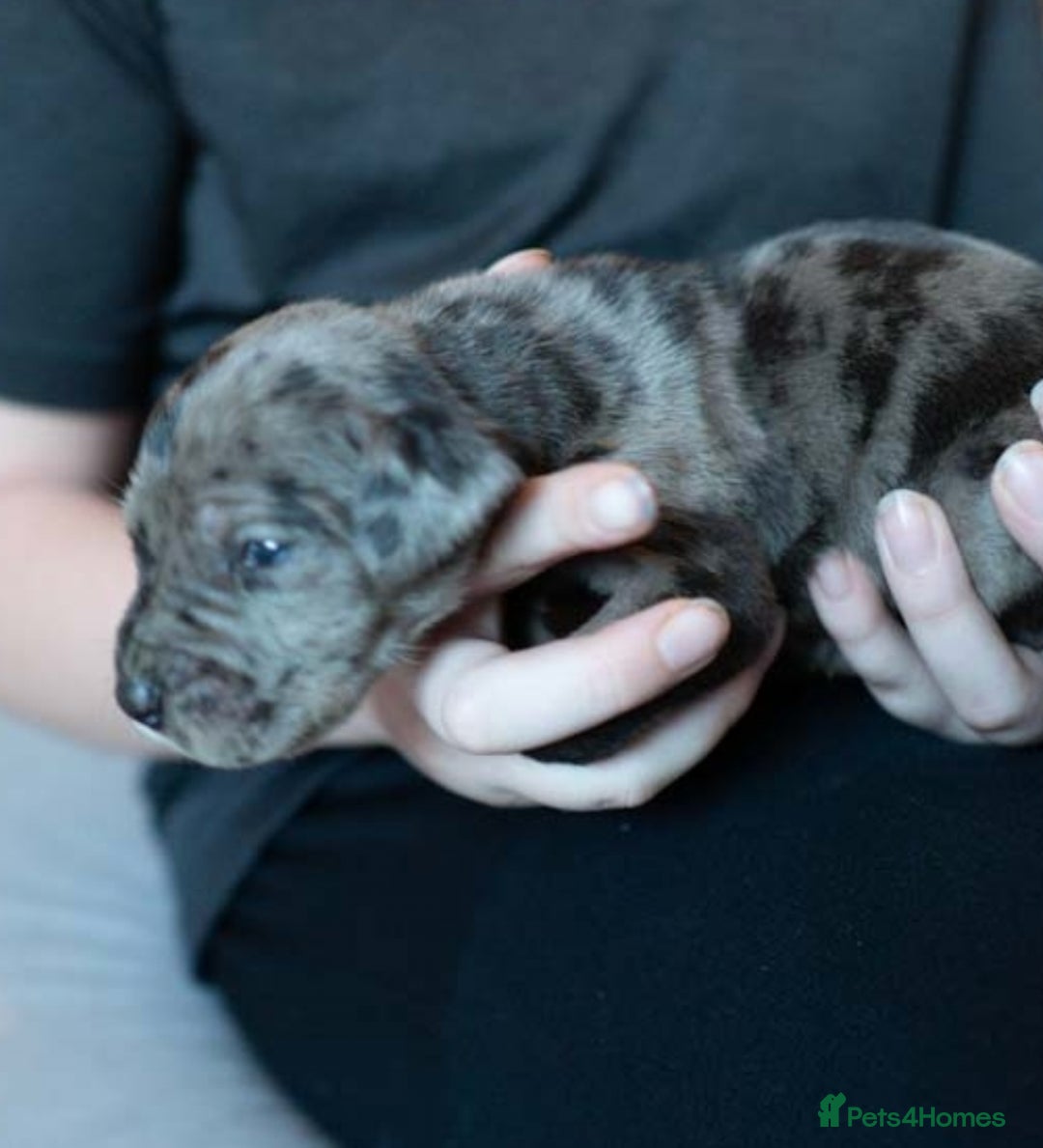 Great Dane dogs for sale: KC Registered Great Danes - Stunning Litter  - Advert 11